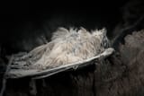 ex-kestrel