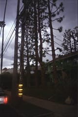 stormy trees