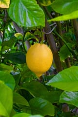 DSC00423