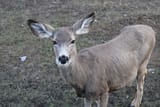 IMG_1419