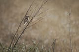 [Bird 1 Cropped] (1 of 1)