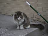sad cat
