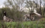 autistic_crane