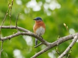 bluebird2