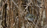 warbler_042025
