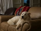 PigField_0117