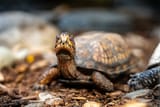 i like turtles