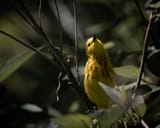 yellowghost