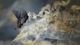 irButterflyEnhanced