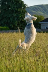 Rosie Jumping