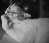 butters licks paw