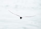 alaska-6