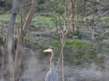 heron_042025