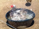 DSCF0029