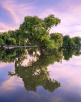 floodedcottonwood
