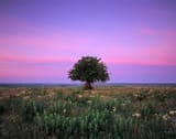 SolitudeAtSunrise