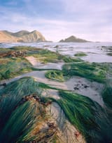 SeagrassSwirls