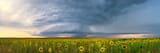SunflowerStormPanorama