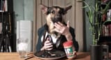 German-Shepherd-Human-Eating-1024x558