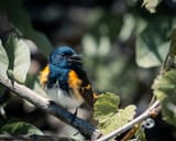 redstart