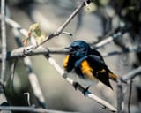 redstart-1