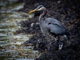 heron