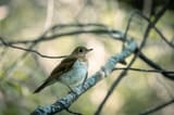 veery