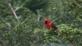 Cardinal3b