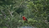 Cardinal3a