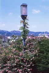 flower lamp