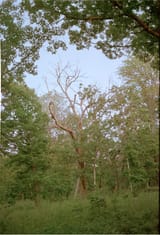 dead_tree