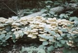 orwo_mushrooms