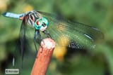Dragonfly1