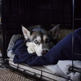lowlightdog