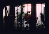 night flowers