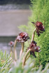 night flowers 2