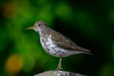 Spotted Sandpiper