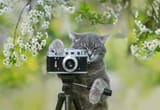 catmera