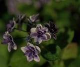 flower_at_night