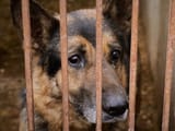 sad-german-shepherd-1-85636