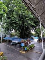 IMGhedge_20250109_131759_DRO_1
