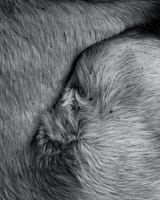Abstractdog