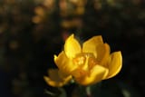 IMG_6441