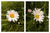 Daisy-Half-R