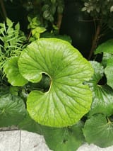 IMG_20250611_123641