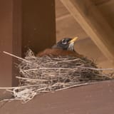 nestingrobin