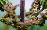 Nettle