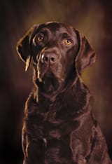lab