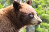 Bearbytheroad