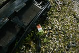 hammond_junkyard-9238